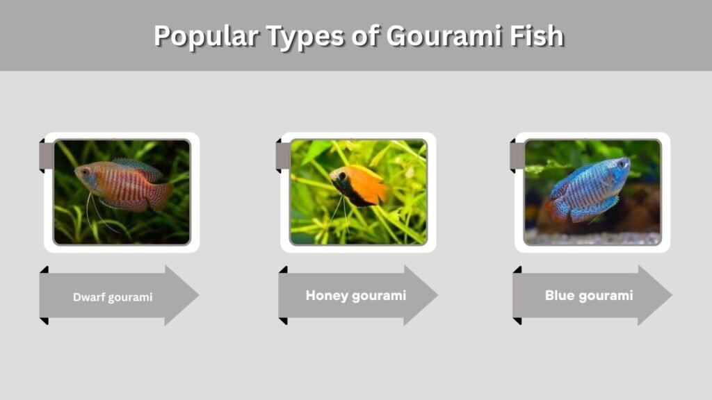 Popular Types of Gourami Fish