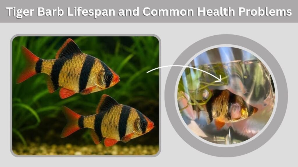 Tiger Barb Fish: Care, Size, Tank Mates & Breeding Guide