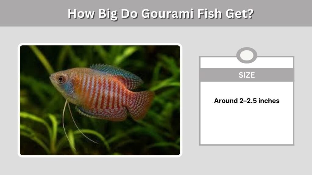How Big Do Gourami Fish Get?