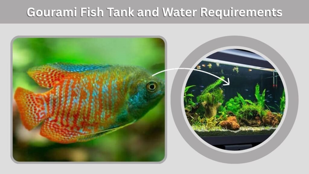 Gourami Fish Tank and Water Requirements
