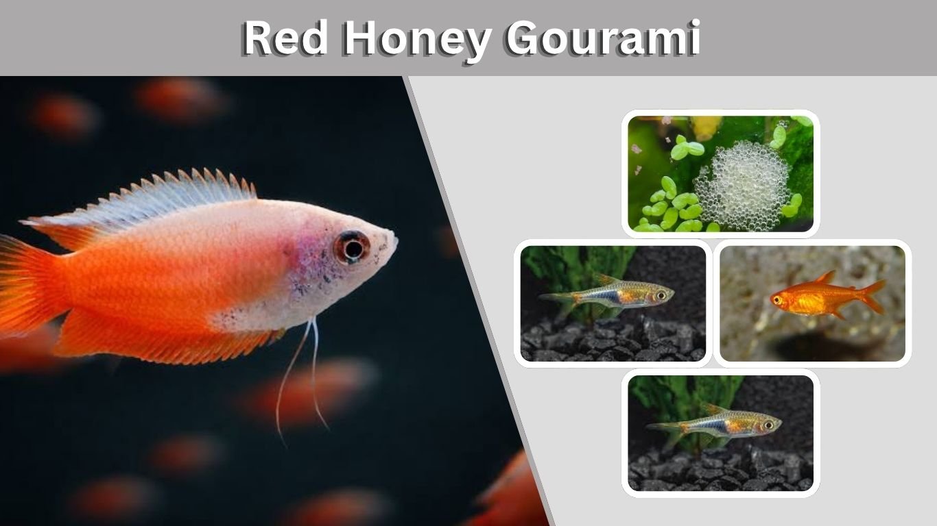Red Honey Gourami: Care, Size, Tank Mates & Lifespan