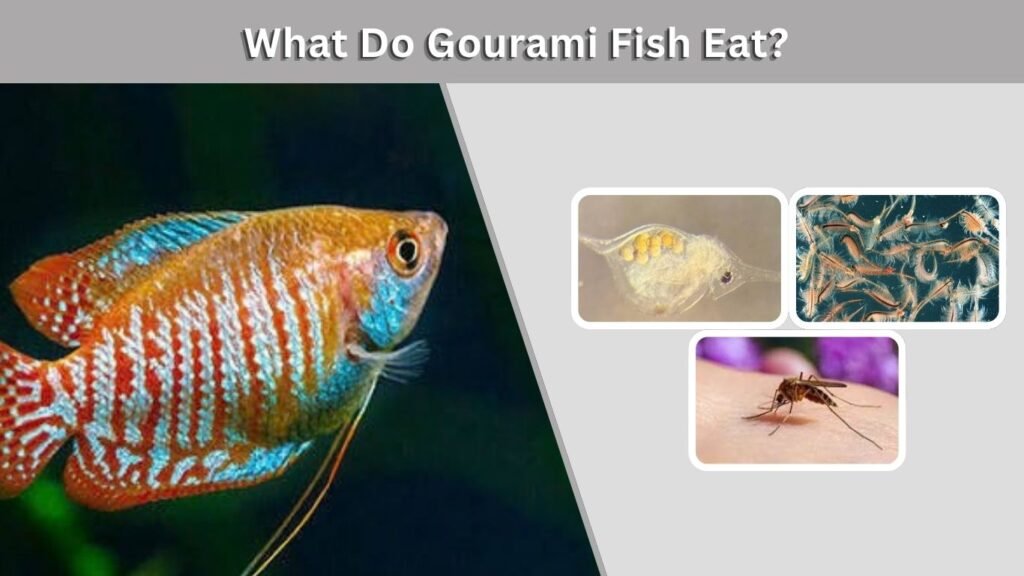 What Do Gourami Fish Eat?