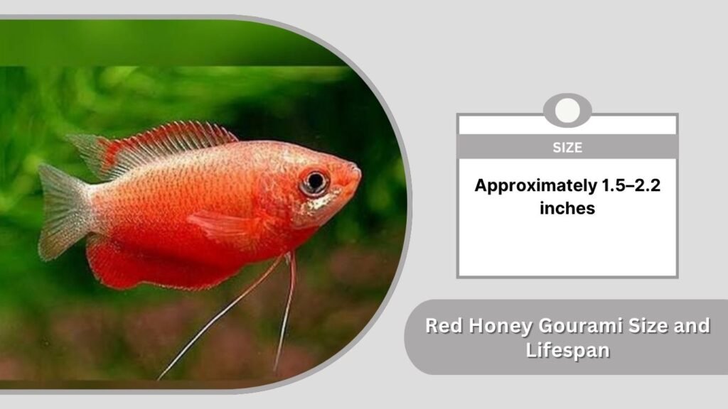 Red Honey Gourami Size and Lifespan