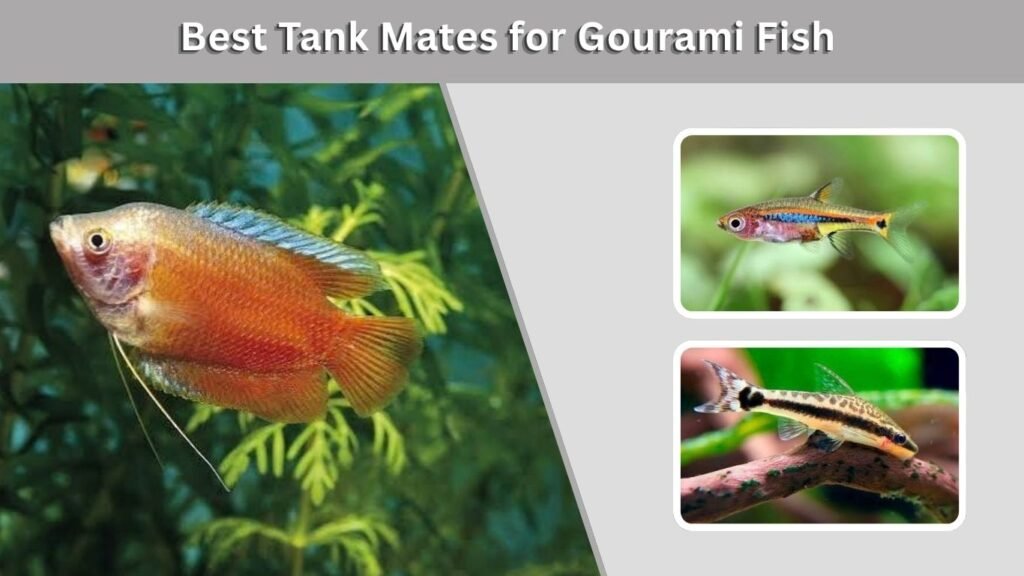 Best Tank Mates for Gourami Fish