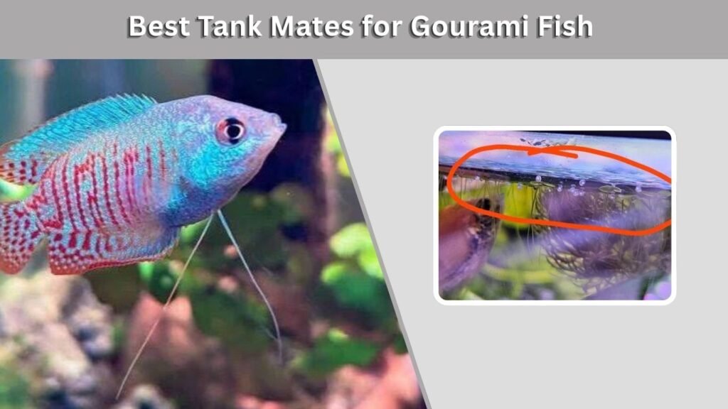 Gourami Fish Breeding