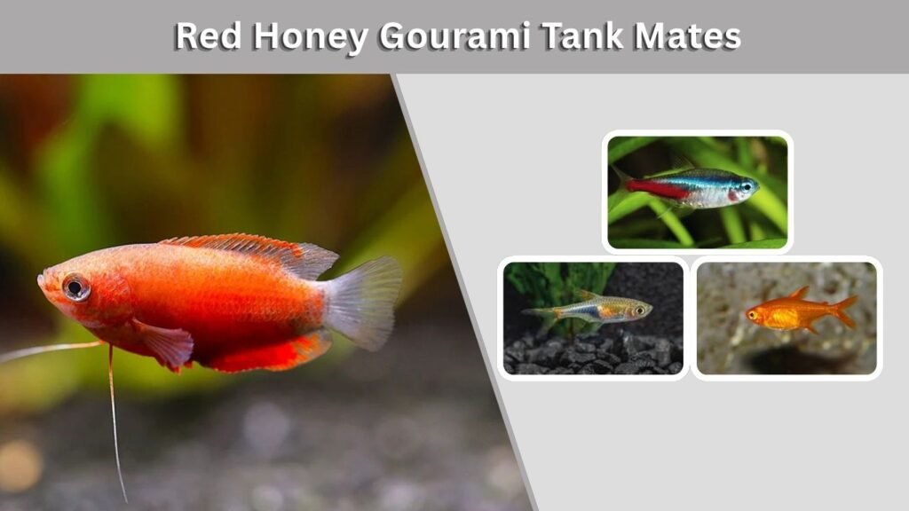 Red Honey Gourami Tank Mates