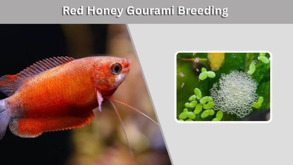 Red Honey Gourami Breeding