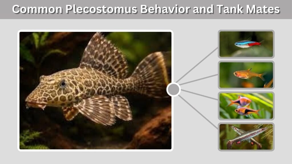 Common Plecostomus Behavior and Tank Mates