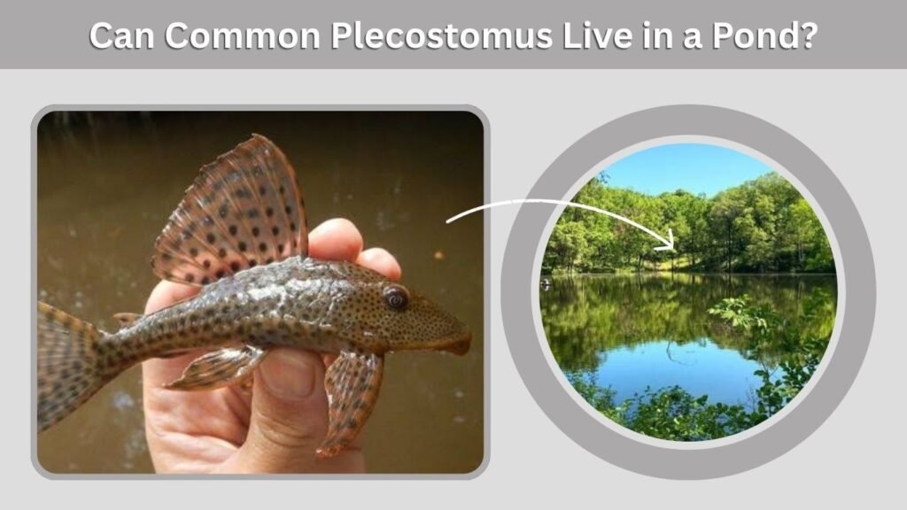 Can Common Plecostomus Live in a Pond?