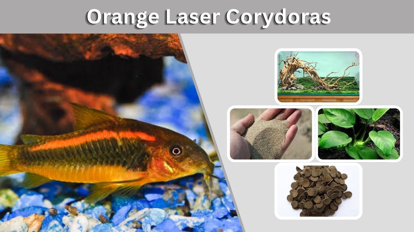 Orange Laser Corydoras: Size, Lifespan & Care
