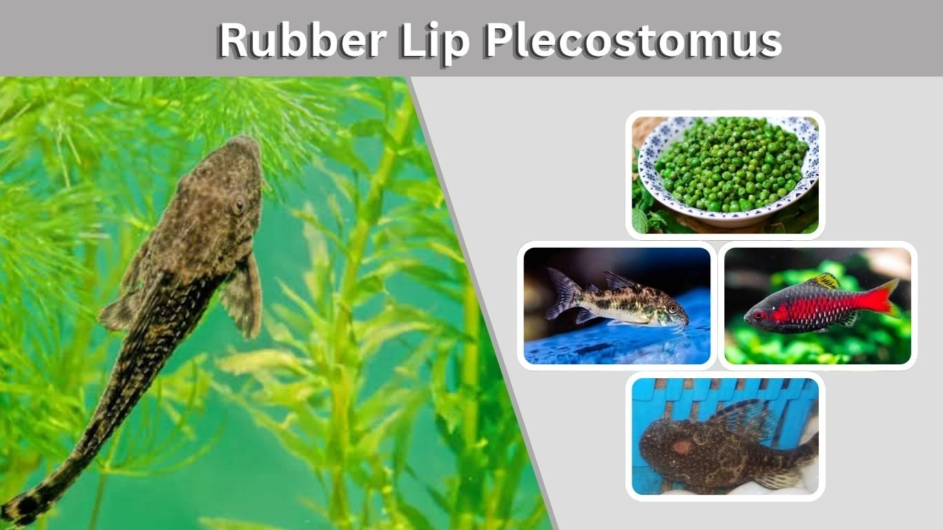 Rubber Lip Plecostomus: Size, Diet, Tank Setup & Care