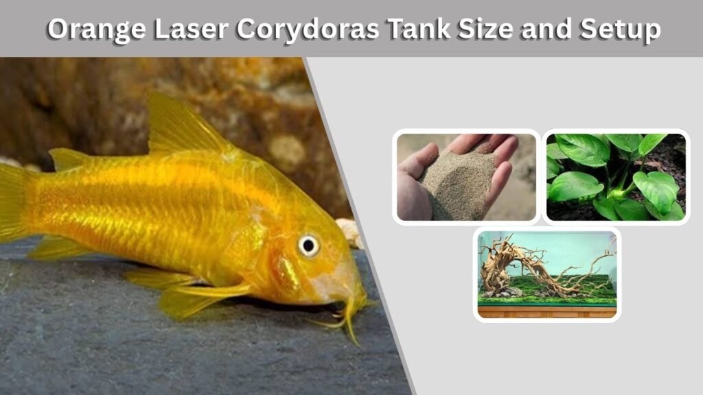 Orange Laser Corydoras Tank Size and Setup