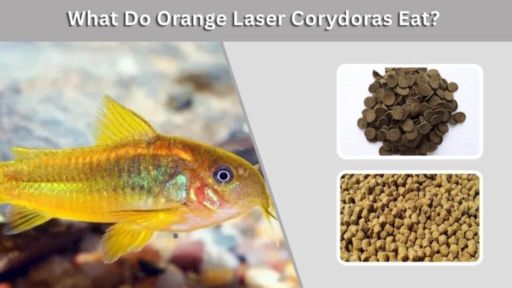 Breeding Orange Laser Corydoras