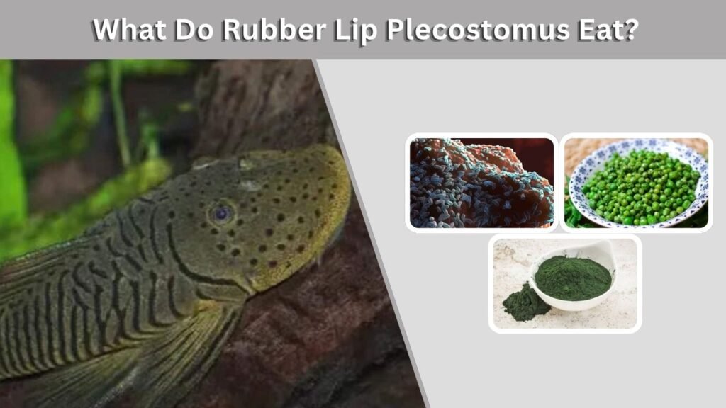 What Do Rubber Lip Plecostomus Eat?