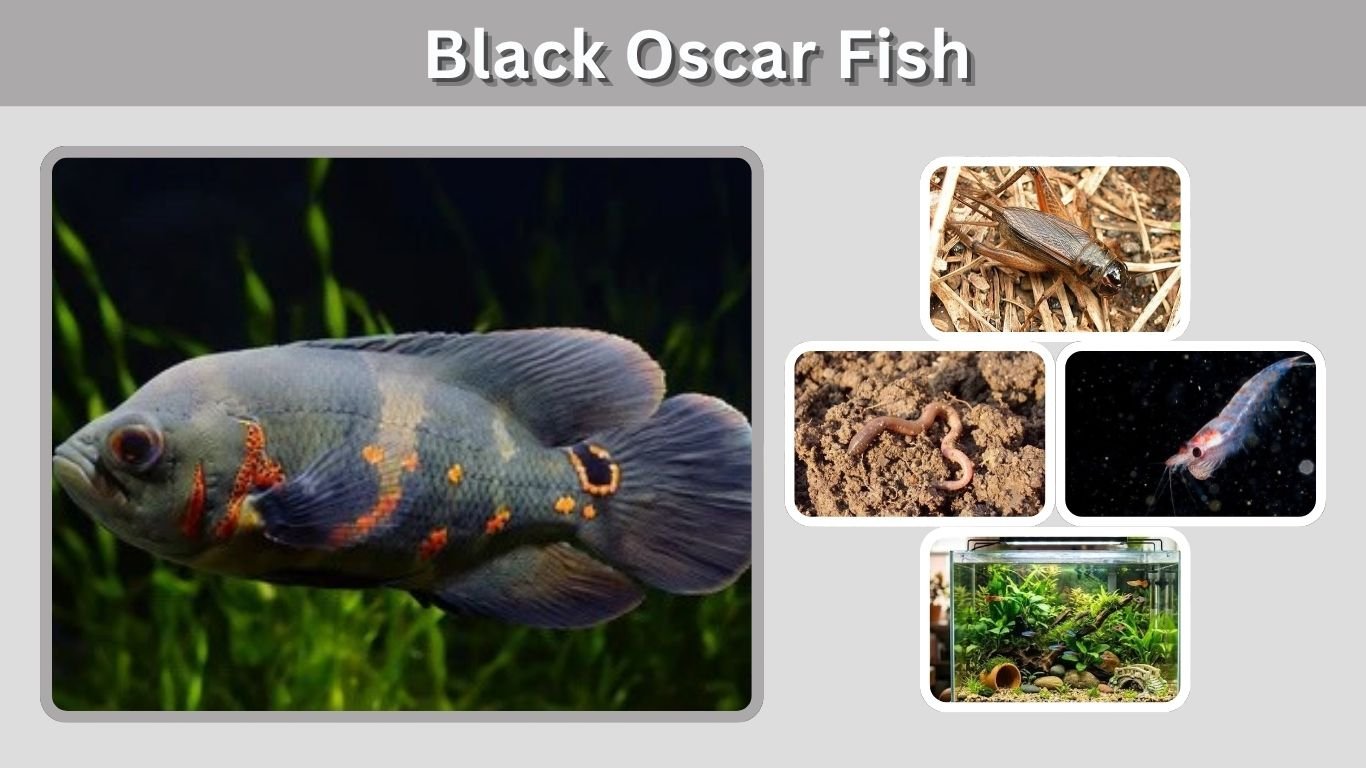 Black Oscar Fish: Care, Size, Colors & Tank Guide