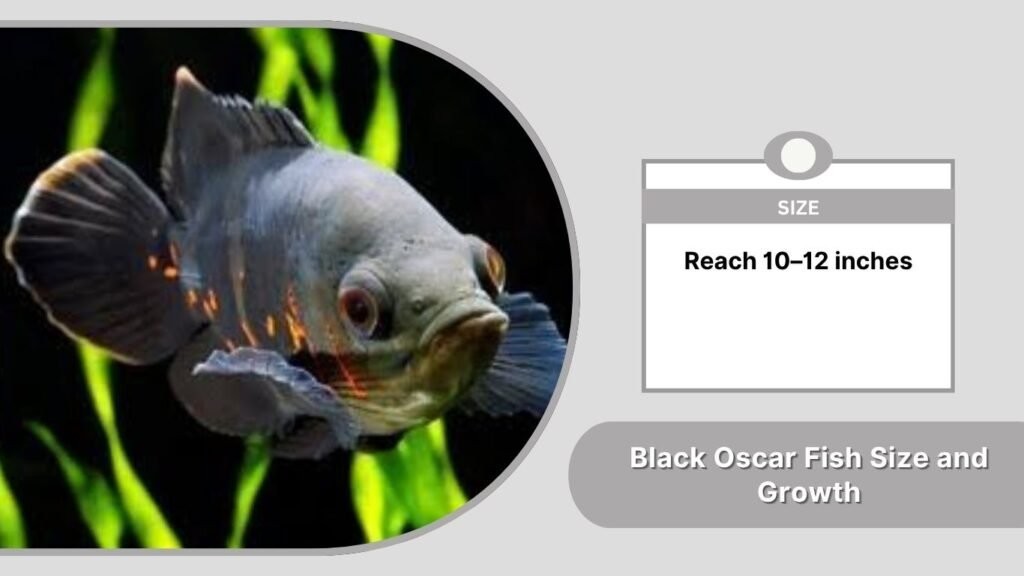 Black Oscar Fish Size and Growth