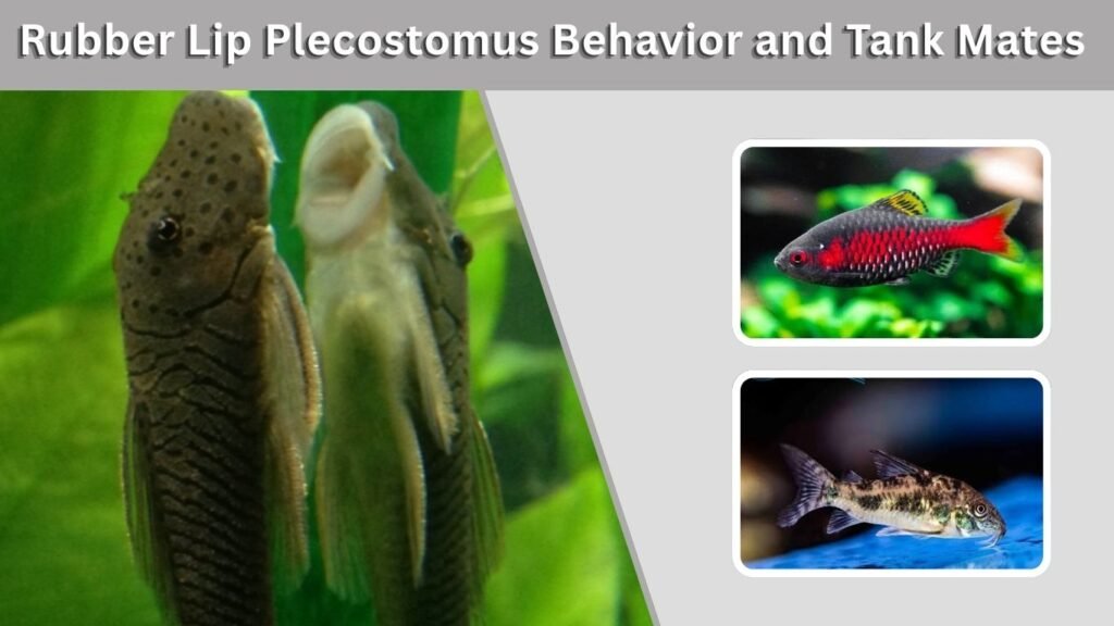Rubber Lip Plecostomus Behavior and Tank Mates