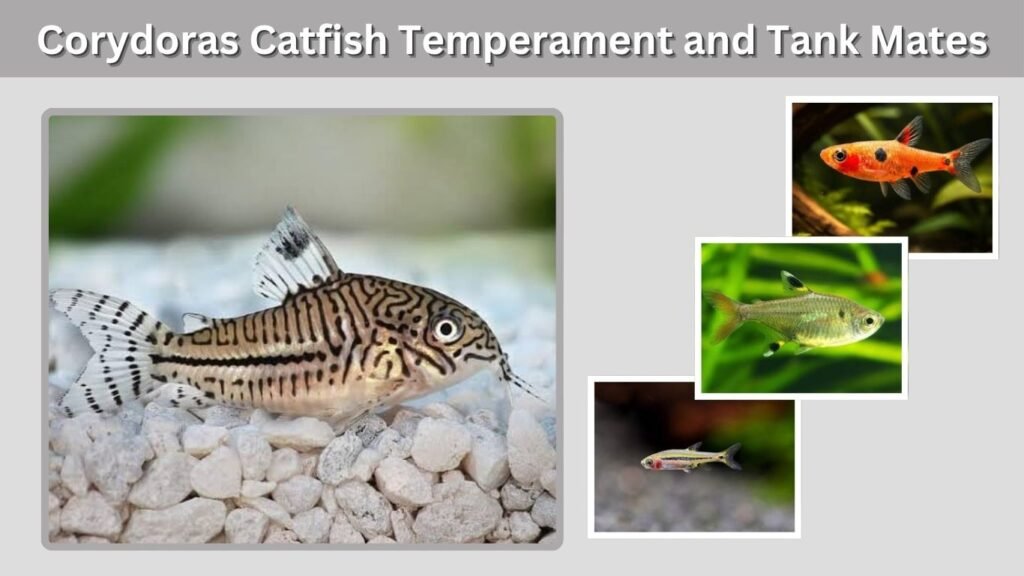 Corydoras Catfish Temperament and Tank Mates