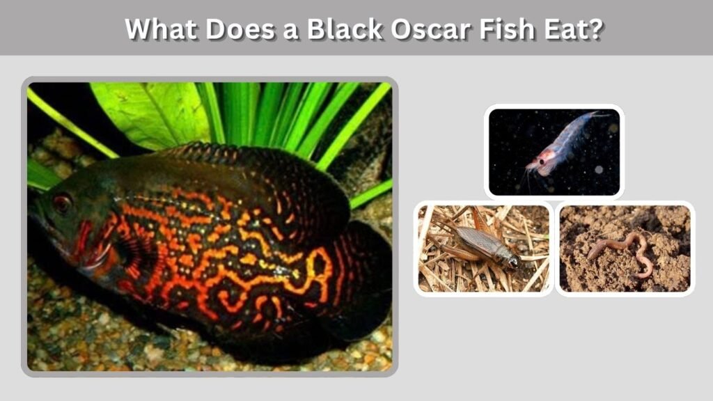 What Does a Black Oscar Fish Eat?