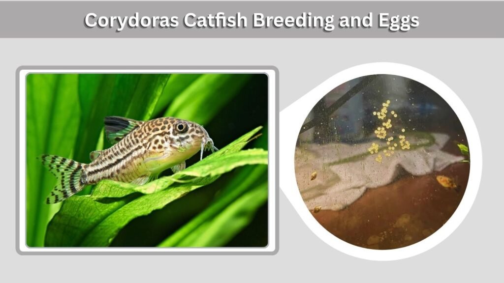 Corydoras Catfish Breeding and Eggs