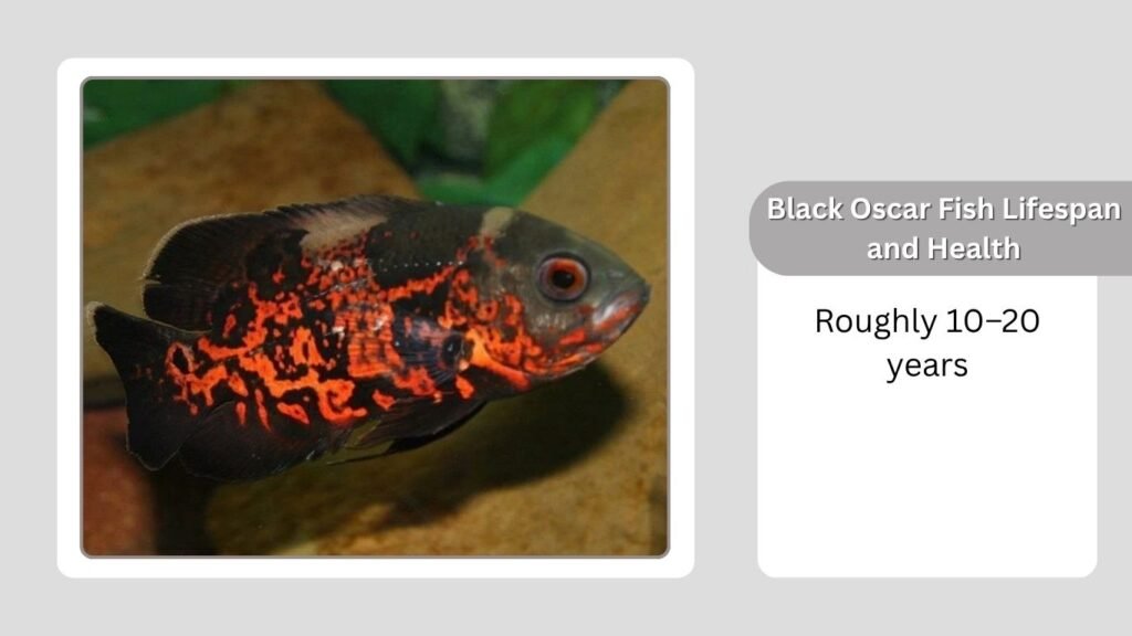 Black Oscar Fish Lifespan and Health