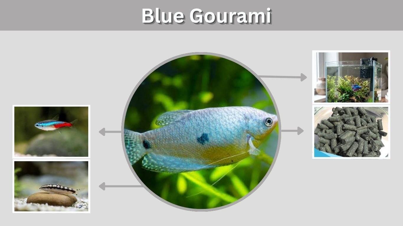 Blue Gourami: Care, Size, Tank Mates & Lifespan