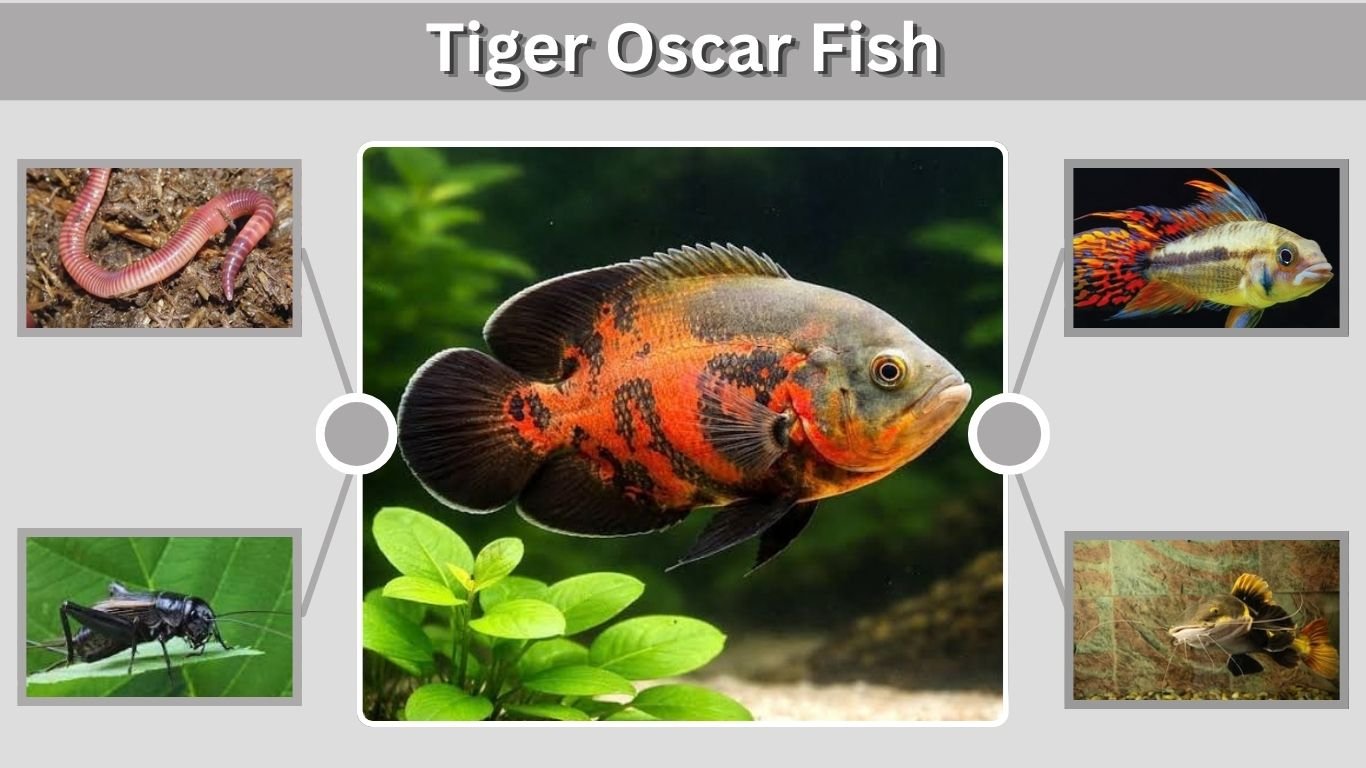 Tiger Oscar Fish: Care, Size, Tank, Food & Lifespan