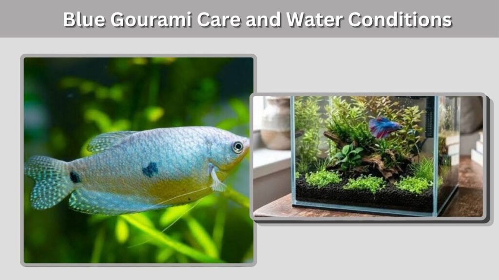 What Do Blue Gouramis Eat?