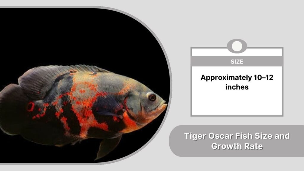 Tiger Oscar Fish Size and Growth Rate