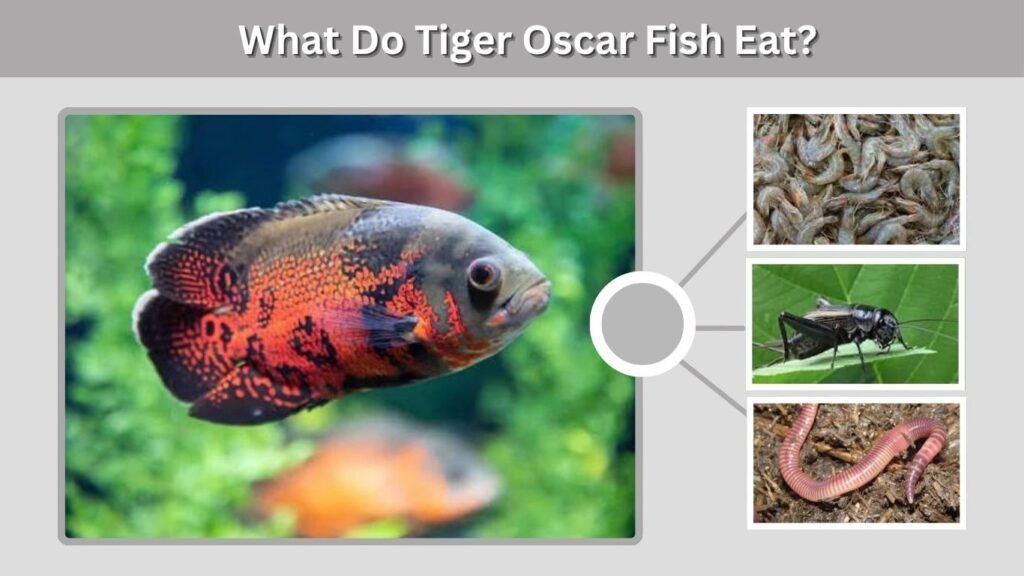 What Do Tiger Oscar Fish Eat?