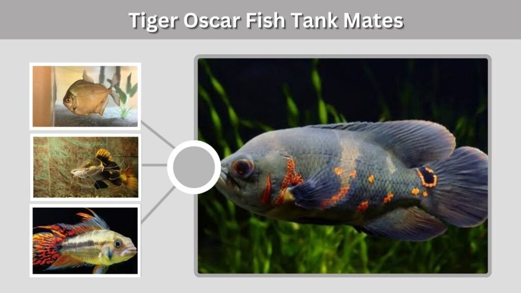 Tiger Oscar Fish Tank Mates