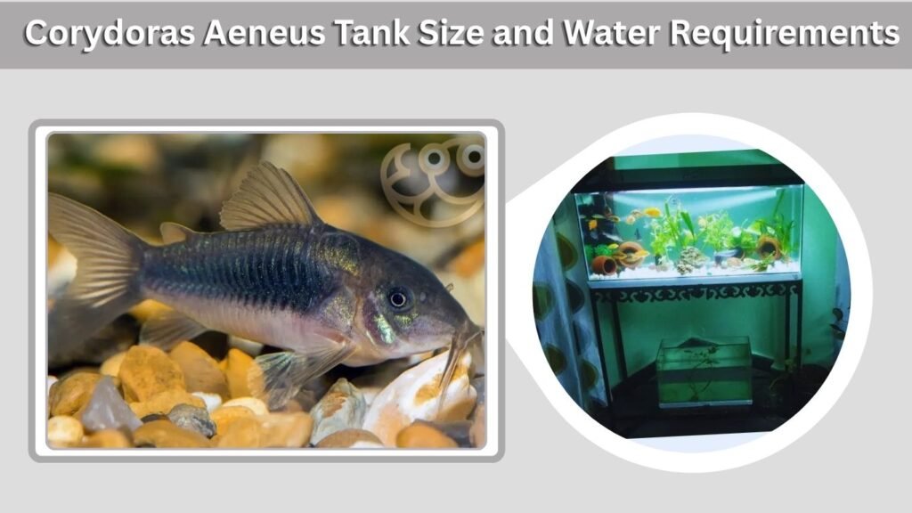 Corydoras Aeneus Tank Size and Water Requirements