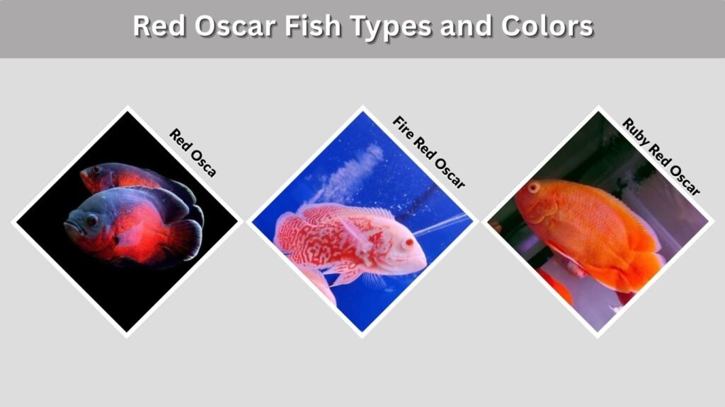 Red Oscar Fish Types and Colors