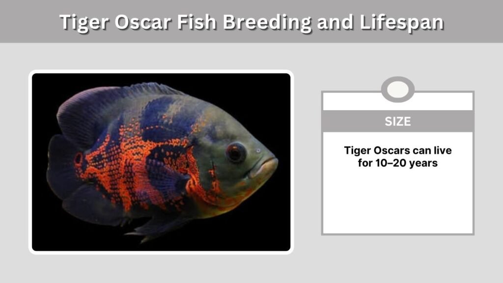 Tiger Oscar Fish Breeding and Lifespan