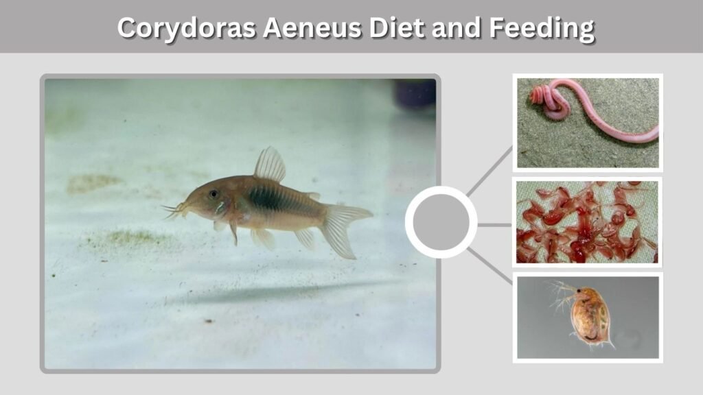 Corydoras Aeneus Diet and Feeding