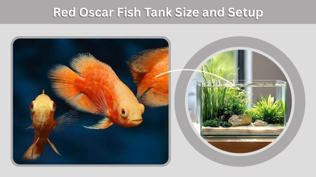 Red Oscar Fish Tank Size and Setup