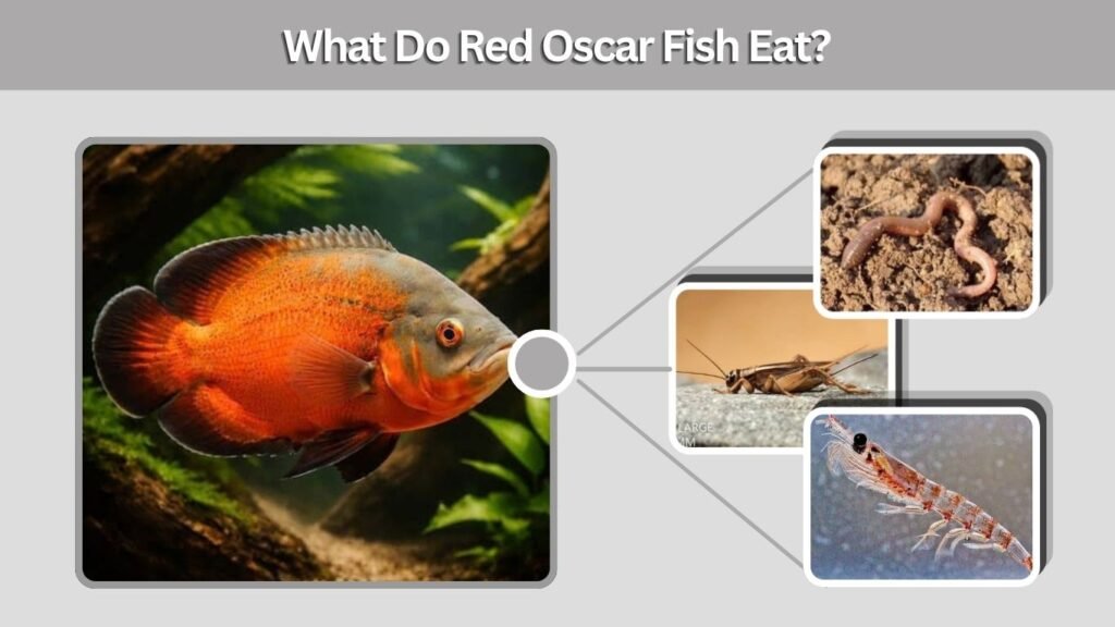 What Do Red Oscar Fish Eat?