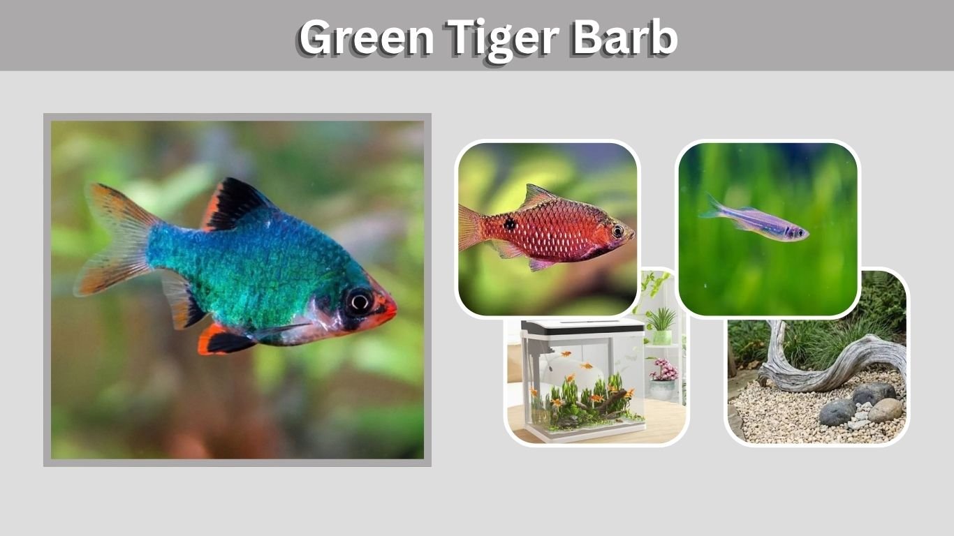 Green Tiger Barb: Care, Size, Tank Mates & Breeding Guide