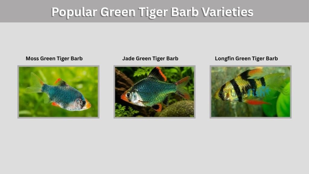 Popular Green Tiger Barb Varieties