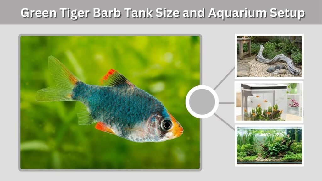 Green Tiger Barb: Care, Size, Tank Mates & Breeding Guide