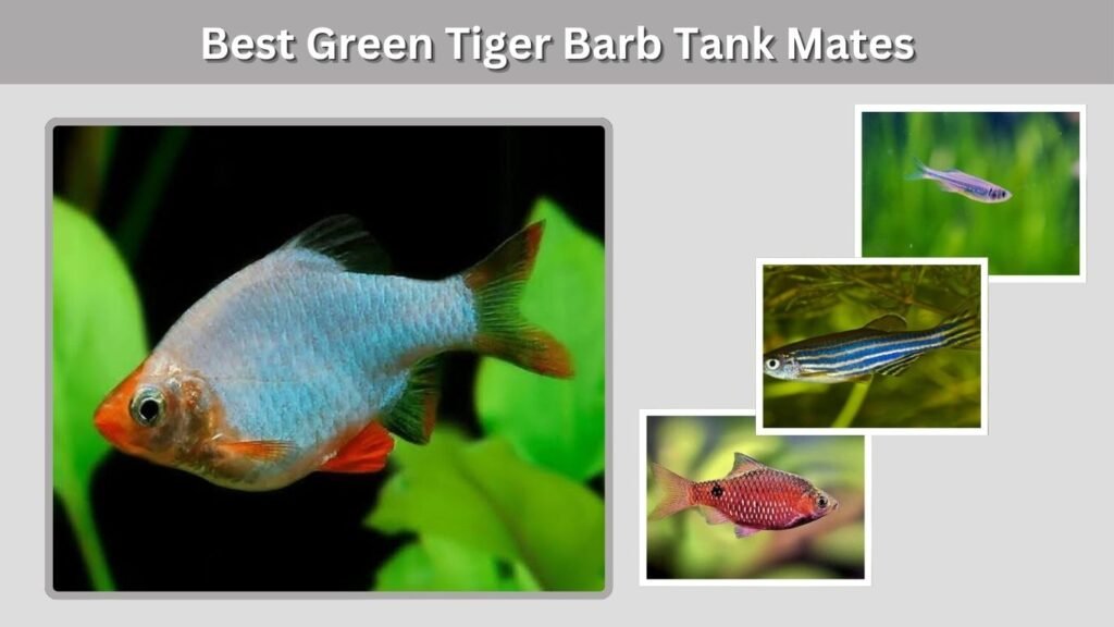 Best Green Tiger Barb Tank Mates