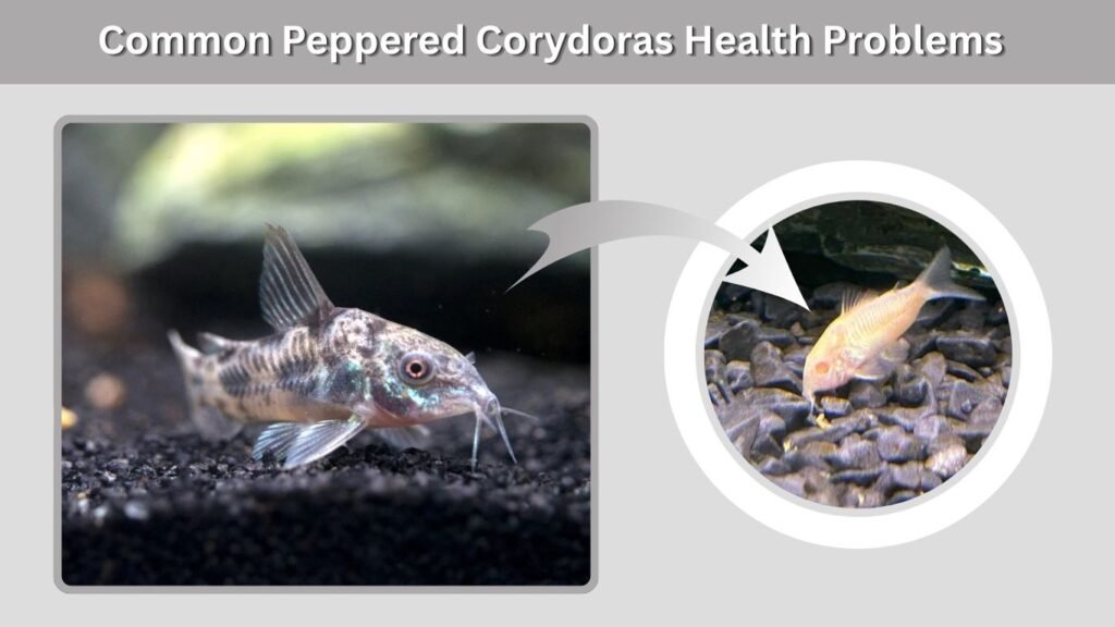 Common Peppered Corydoras Health Problems
