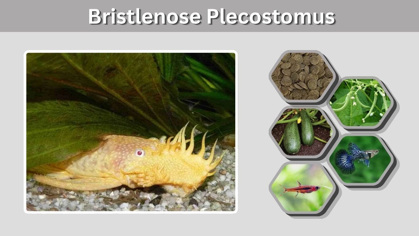 Bristlenose Plecostomus: Size, Diet, Tank & Care