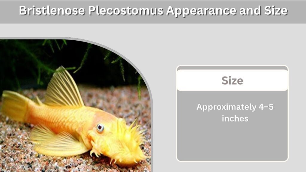Bristlenose Plecostomus Appearance and Size