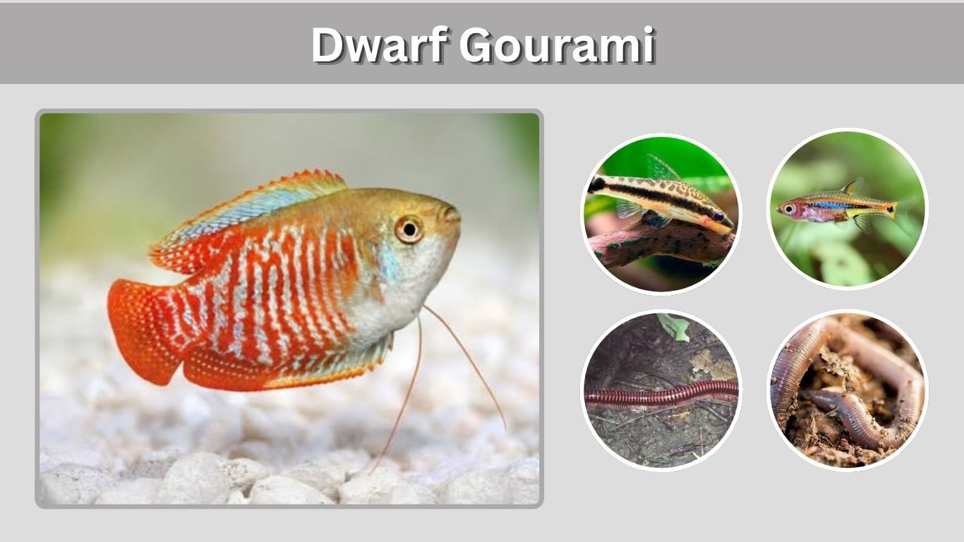 Dwarf Gourami: Care, Size, Tank Mates & Types