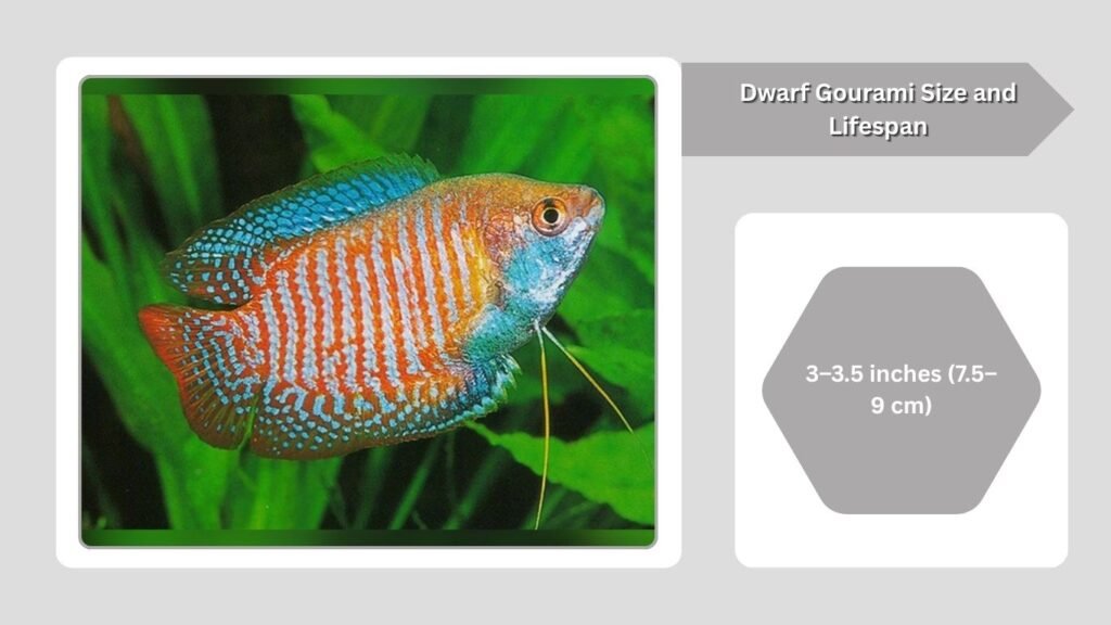 Dwarf Gourami Size and Lifespan