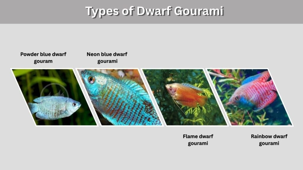 Types of Dwarf Gourami