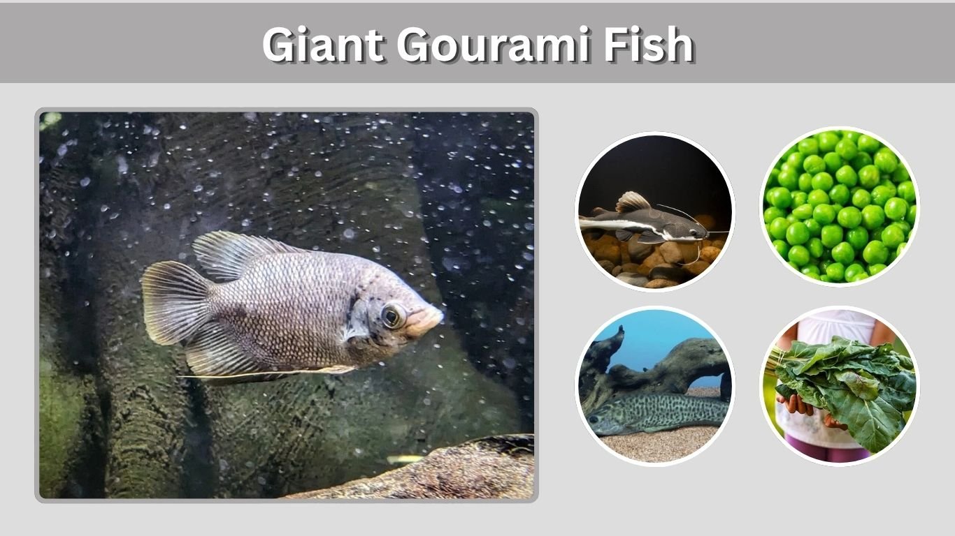 Giant Gourami Fish: Size, Tank, Diet & Care Guide
