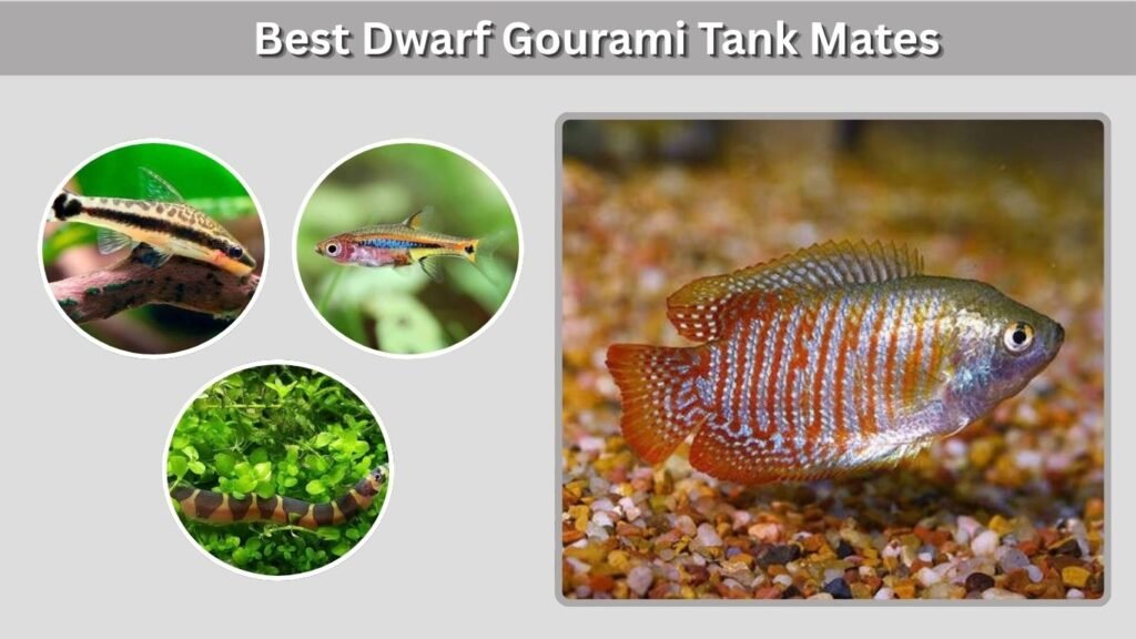 Best Dwarf Gourami Tank Mates