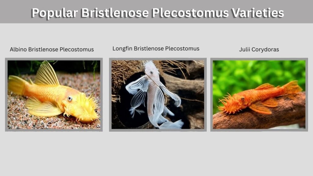 Popular Bristlenose Plecostomus Varieties